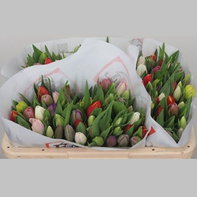 Lalele Mixte, Pachet (50 buc.)